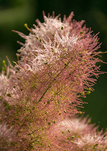 美丽的粉红色欧洲烟树CotinusCoggygria花碎片花图片