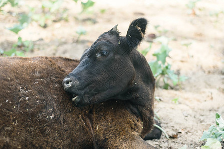 牲畜在农业中受虐待背景图片