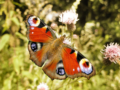 蝴蝶在田野鲜花春天夏背景图片