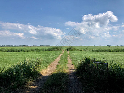 荷兰弗里斯兰的农业景观图片