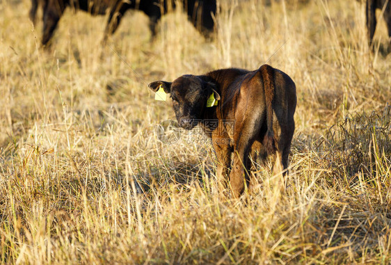 早上在干草场上的几头黑牛犊或小母牛图片