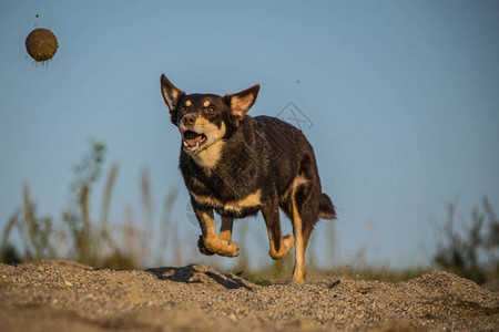 棕色的kelpie正在竞选球赛背景图片