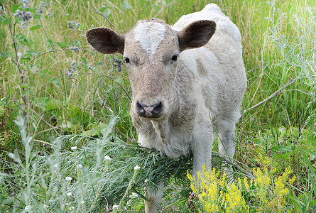 一头小牛在草地上吃草图片