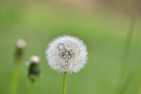 在绿色背景的凉快的蒲公英图片