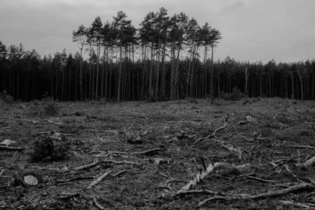 工业砍伐森林和伐木为工业区砍伐图片