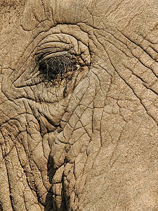 大象之眼背景图片