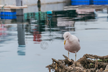 海景与海鸥钓绳上海鸥图片