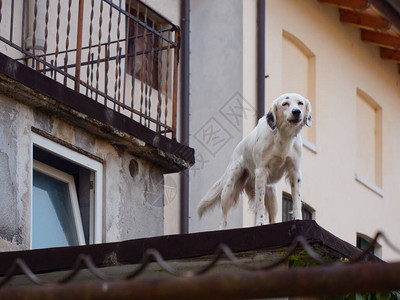 屋顶上一只警犬守卫了该地区意大图片