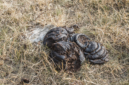 春 草秋天草甸特写干草上的牛粪背景