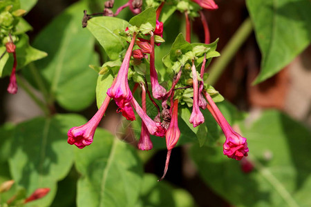 秘鲁奇迹或mirabilisjalapa或四点钟花或夜之美或多种颜色长寿命