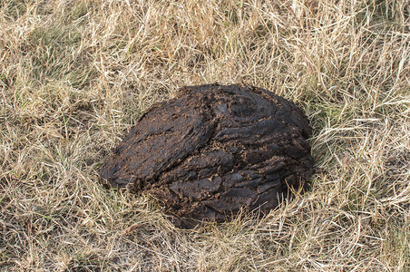 秋天草甸特写干草上的牛粪图片素材
