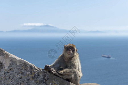 在直布罗陀背景上坐着海船的猴子和图片