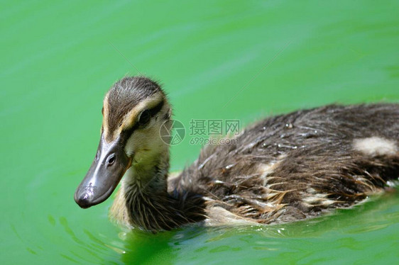 一只野鸭在水中游泳的肖像图片