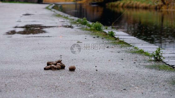 爱尔兰都柏林运河旁的雨天图片