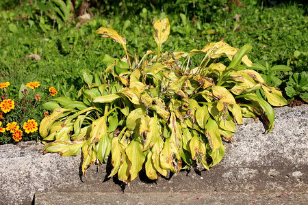 车前草百合或玉簪或Giboshi或心叶百合观叶植物背景图片