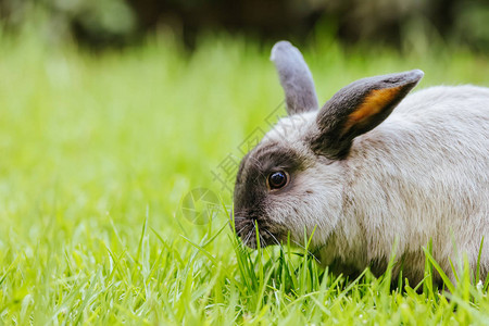 一只美丽的垂耳兔在长的绿草背景图片