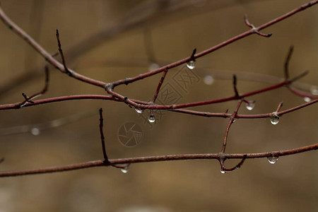 树枝和雨水图片