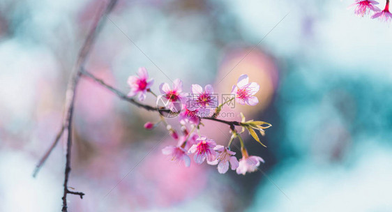美丽的春天大自然鲜艳的粉红色花朵图片