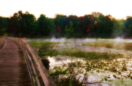 雾湖后面的仙女森林前景是一座沿水的长木桥睡莲生长在湖面上图片