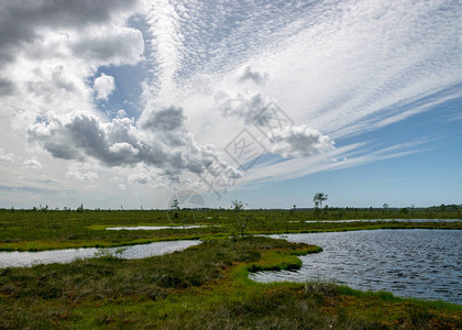 沼泽植被树木苔藓和池塘图片