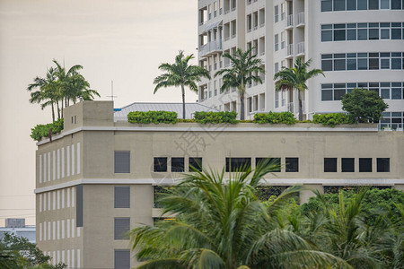 棕榈树和花园的高层建筑图片