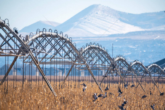 美国犹他河谷飞鸟群所生作物的干枯残留地上的大型农用灌溉系统图片