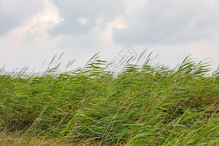 风吹草图片