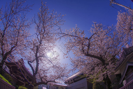 漂亮的吉野樱花树图片