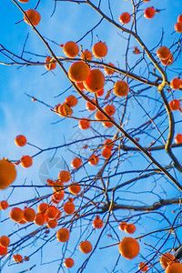 柿子树和蓝天的形象图片