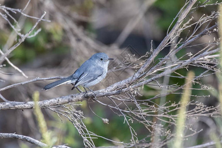 蓝色灰Gnat捕猎器在寻找早间食物时紧图片