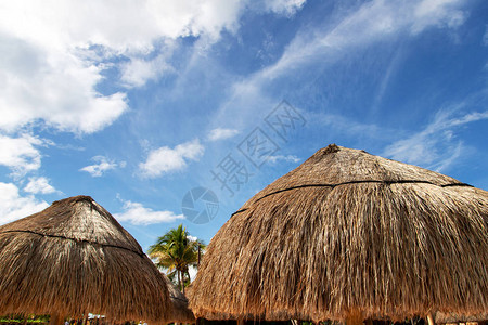 近距离靠近椰子棕榈叶树草原沙滩雨伞图片
