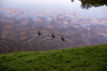 鸭子在公园湖边的黎明醒来图片