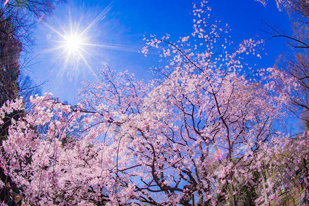 灿烂阳光下盛开的粉色樱花图片