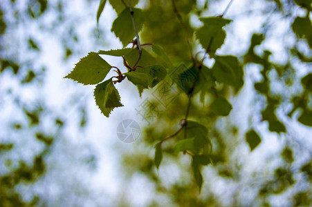 青春的树叶对着天空闻起来有点浓润温暖的树脂春天图片