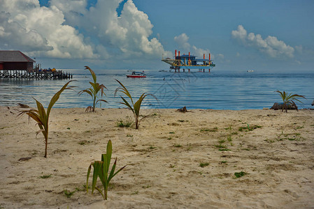 马来西亚东部西布扬岛太平洋沙岸上流出椰子图片