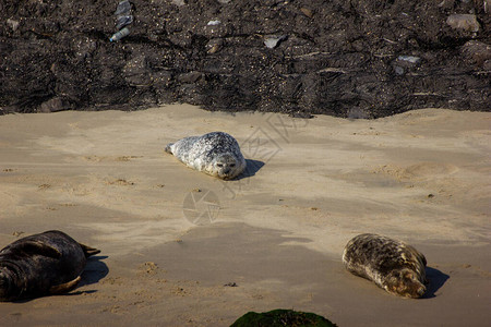 鹿特丹港海滩上的海豹图片