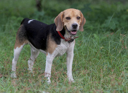 Beagle狗品种出现在康德市的家后院图片