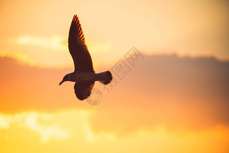 日出时海鸥飞过大海图片