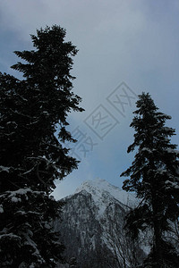 松树背景下的雪山图片