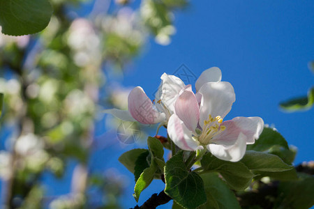 苹果花阳光明媚的春日图片