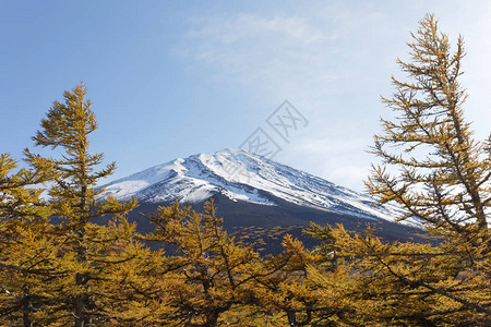 富士山雪顶前景中的落叶松林图片