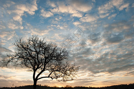 日出时孤独的光秃的树上的戏剧云景图片