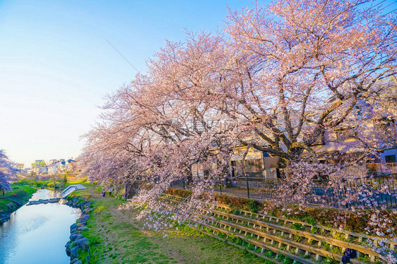 美丽的樱花花海图片