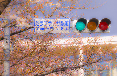 樱花树与红绿灯图片