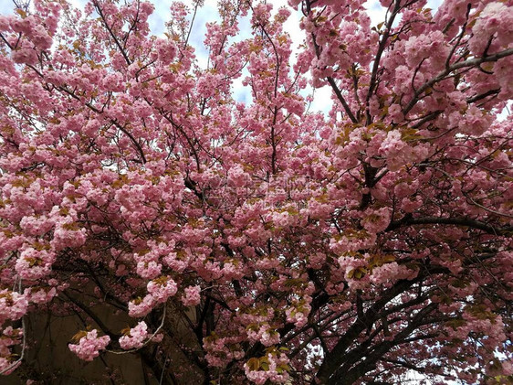 在春天盛开的粉红色樱花图片