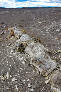 秘鲁伊卡岛纳兹卡沙漠子下化为灰烬的未发图片