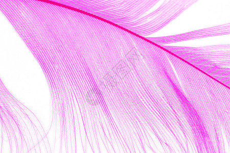 紫色羽纹图片