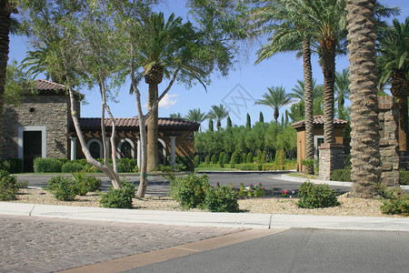 棕榈树林荫大道旁的房屋图片