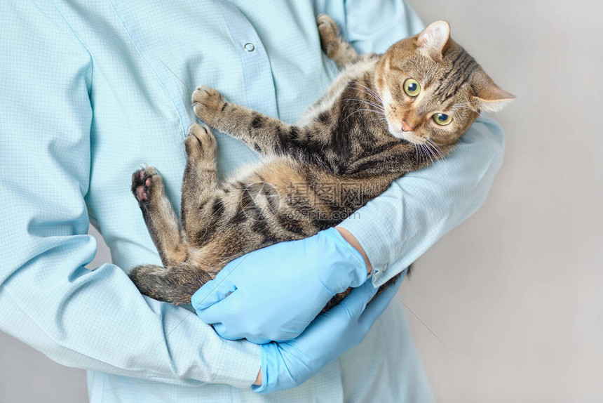 兽医把一只动物猫握在他图片