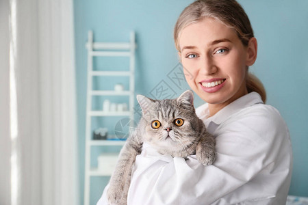 兽医与可爱的猫在诊所图片